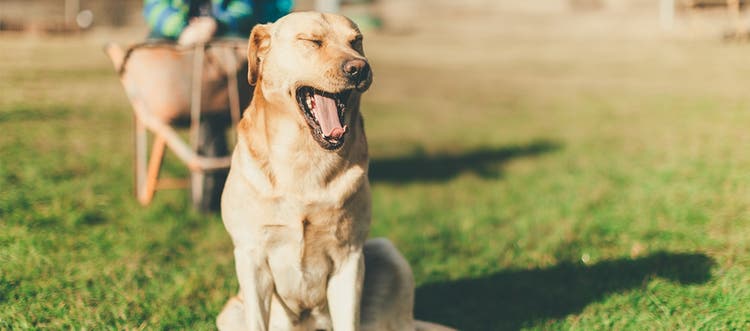 Dog coughing in garden
