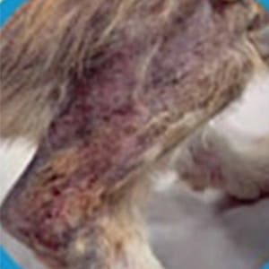 Scabby skin