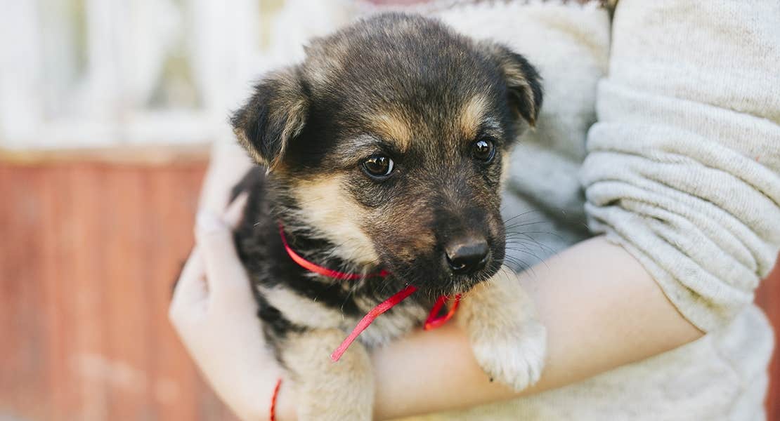 A German shepherd mix puppy being held in owner’s arms.