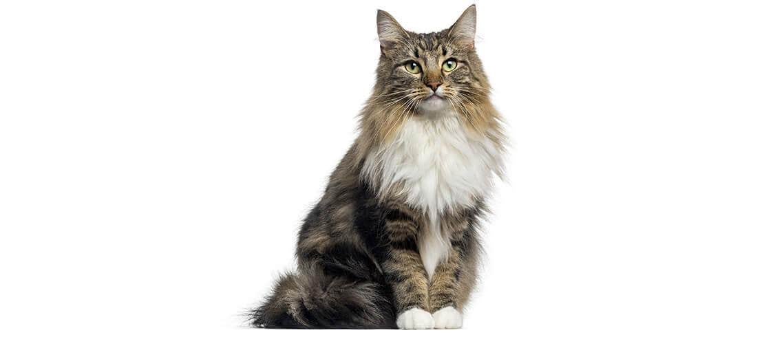 Norwegian forest cat sitting