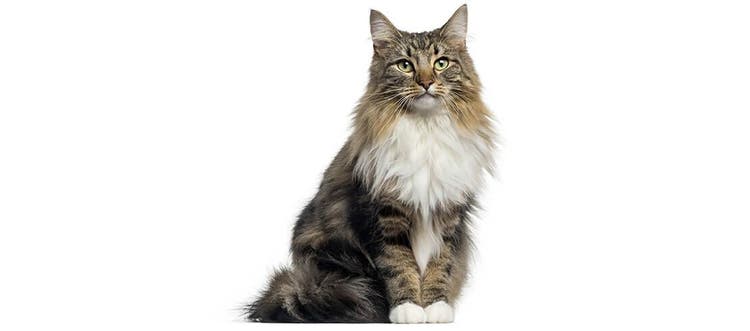 Norwegian forest cat sitting