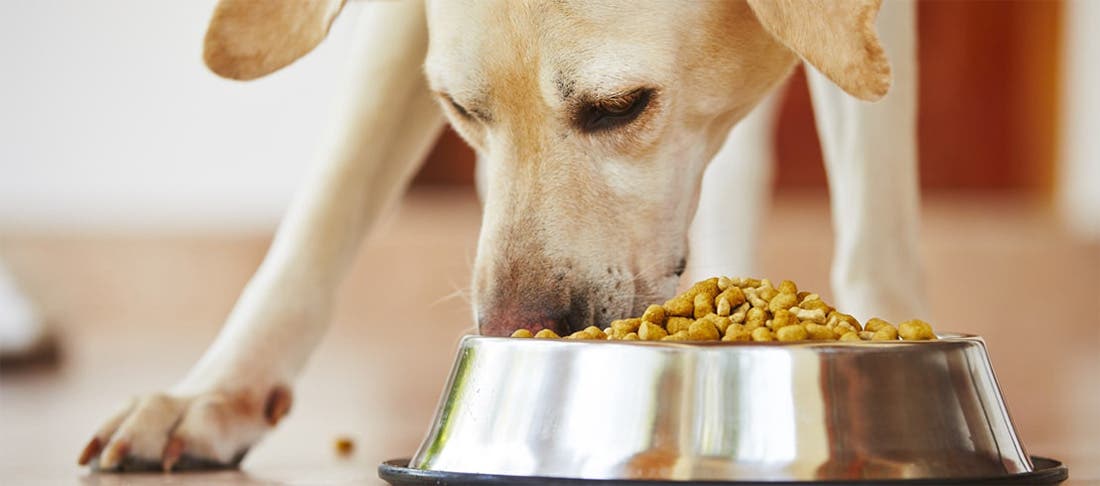 Yellow Labrador retriever eating food out of a silver bowl