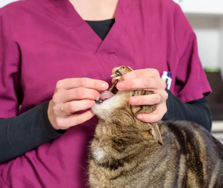 Come dare le pastiglie al gatto
