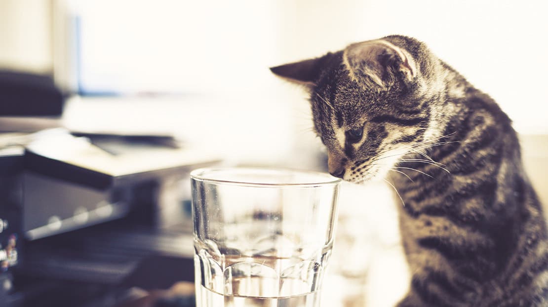 A tabby cat sniffing a water glass.