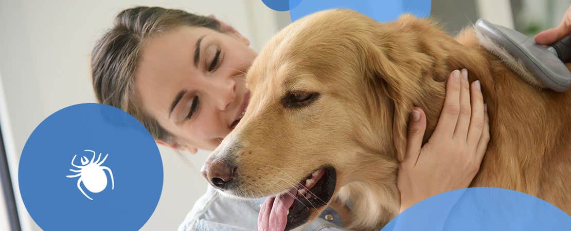 Vet grooming dog for ticks