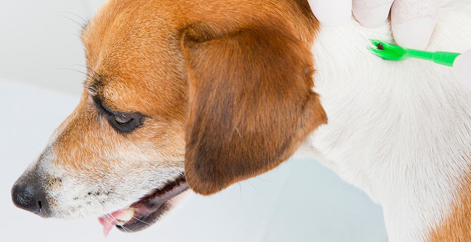 Removing a tick from the dog’s neck with a tick- removal tool.