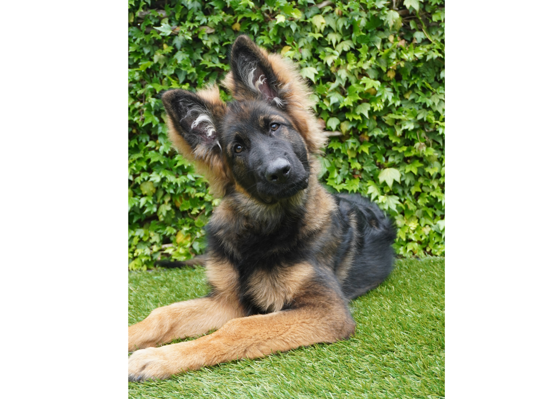 Puppy_Otto_puberstreken_buiten
