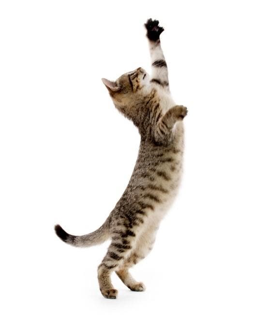 Gato de pé em duas patas tentando alcançar algo