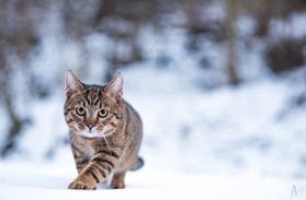 A cat walking in snow