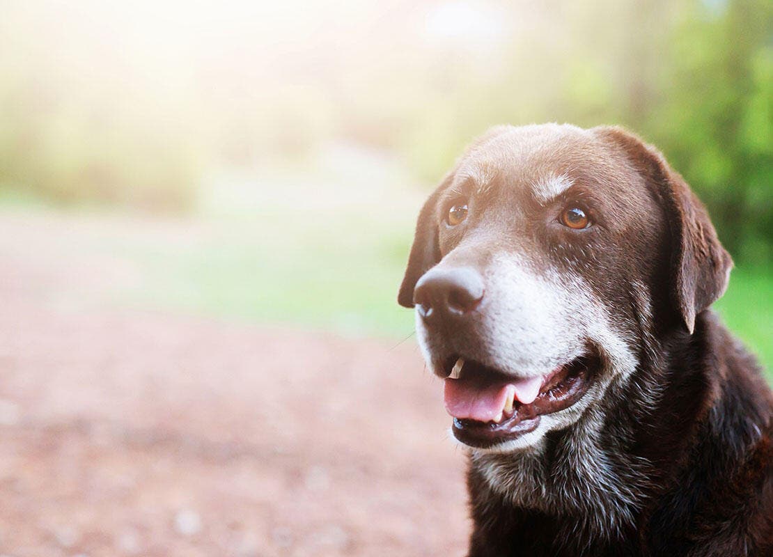 Check your dog for ticks after walks