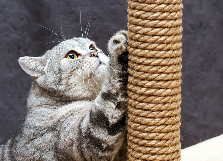 Grey shorthair scottish striped cat scratching a scratching post