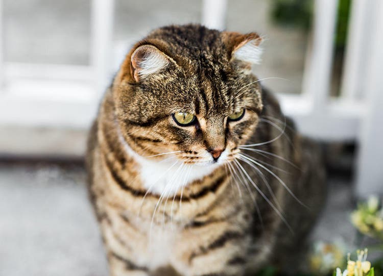 Foto van een kat in huis