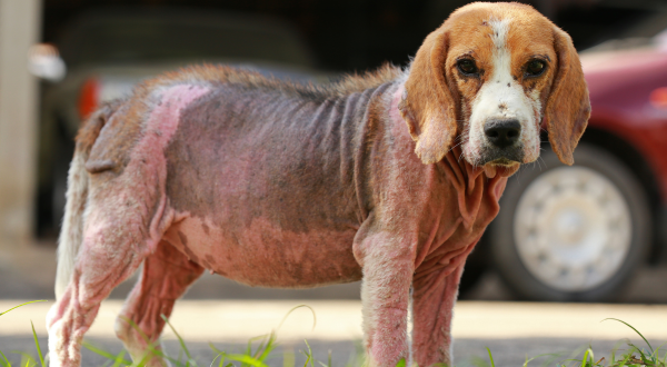 Mange on dog