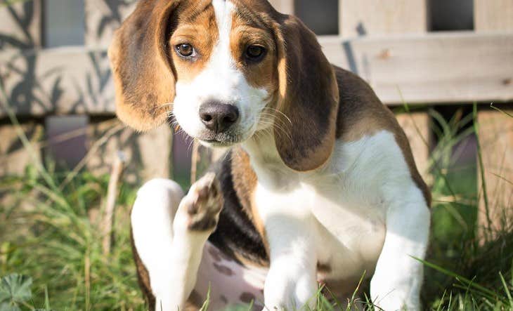 The backyard is one of the top flea hotspots