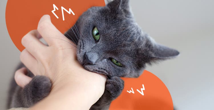 Gray cat biting the hand of its owner
