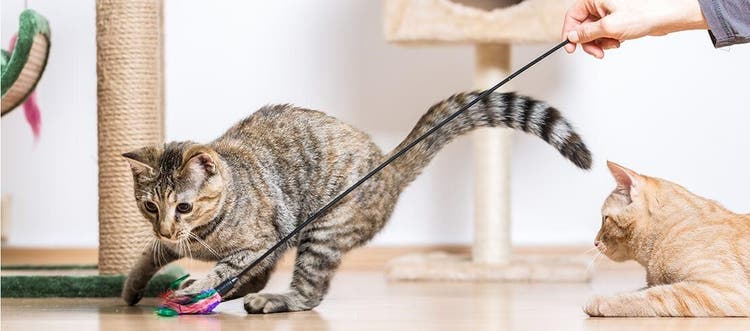 Two cats exercising and playing with cat toys