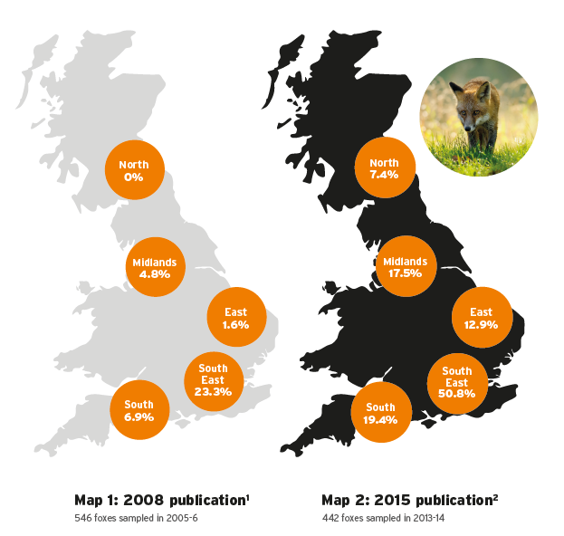 Map of foxes infected with lungworm in Britain
