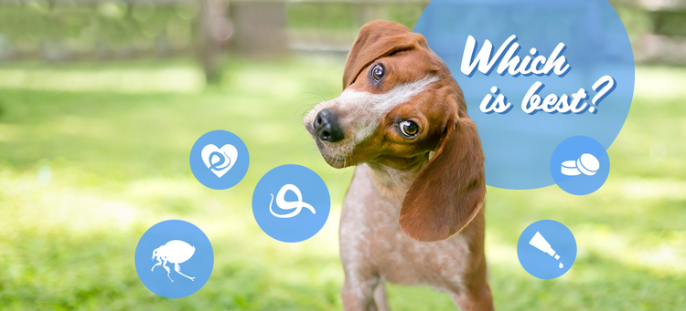 Confused dog at a park with flea, heartworm, dog worm pills and topicals icons overlay