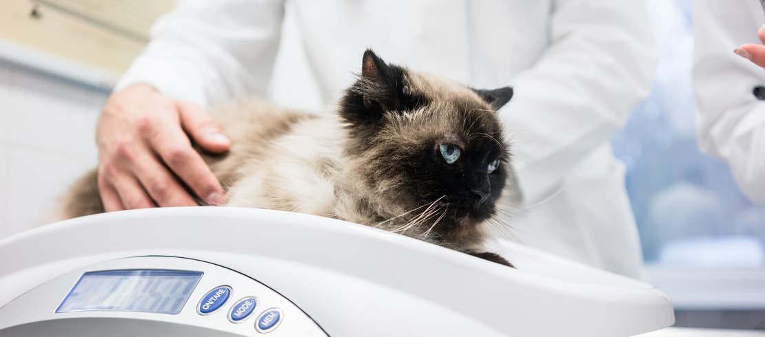 A Siamese cat being weighed on a scale by a vet.