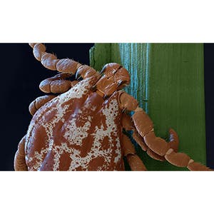 Meadow tick