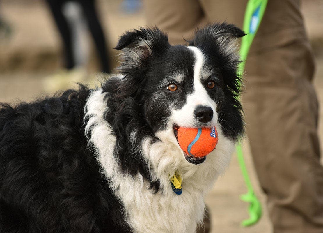 Собака приносит оранжевый мяч в пасти, прося, чтобы его бросили снова