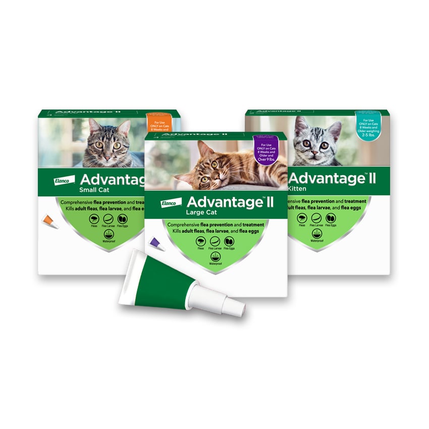 Flea Protection Advantage Flea And Tick Treatment For Cats Advecta