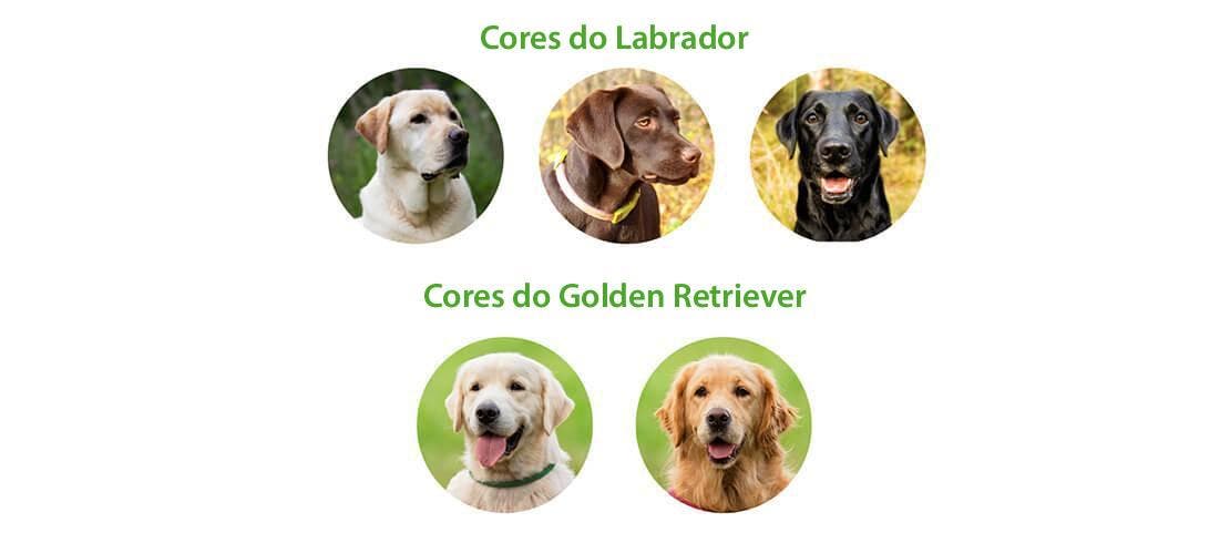 Demonstrativo de três cores diferentes dos Labradores e duas cores dos Golden Retrievers.