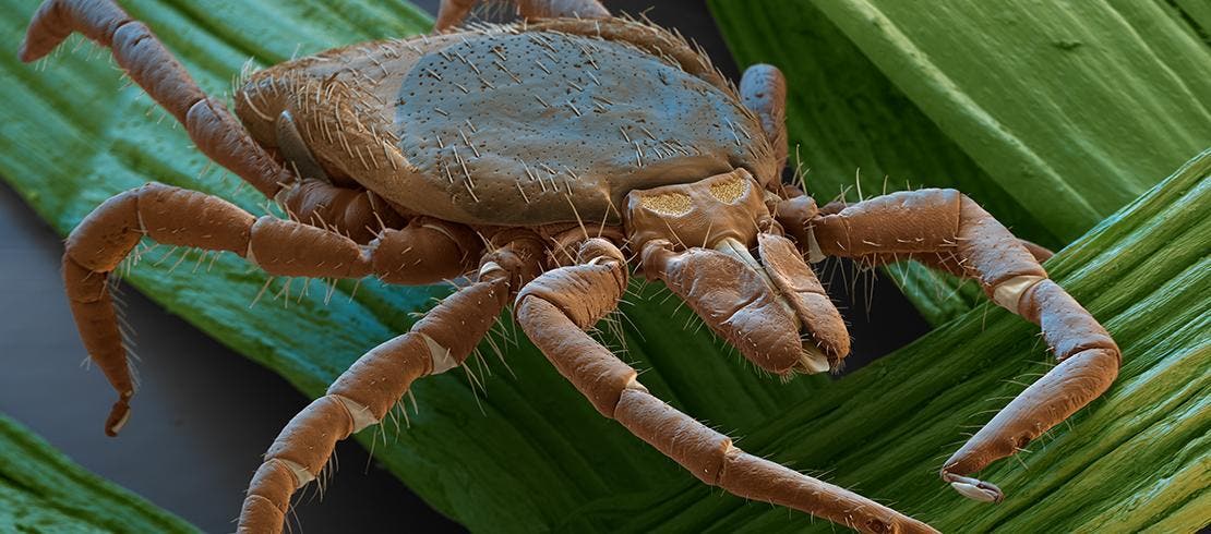 Imagem aproximada do carrapato da espécie Ixodes Ricinus, causador da doença de Lyme, em meio a grama
