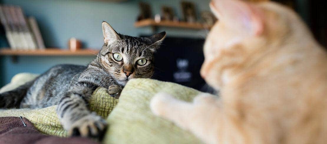 gatto sul sofa