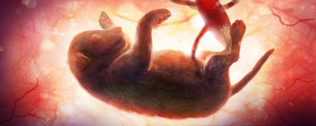 Puppy in womb: week 7-9: preparing for outside world