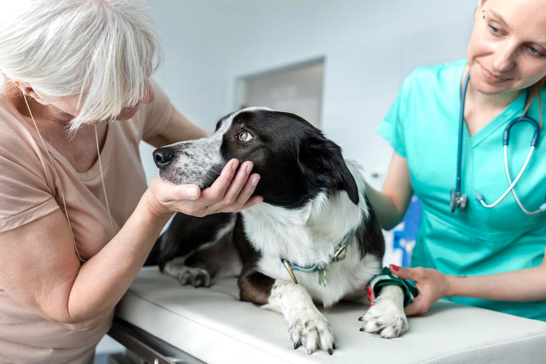 Dog at pet owner whilst at the vet