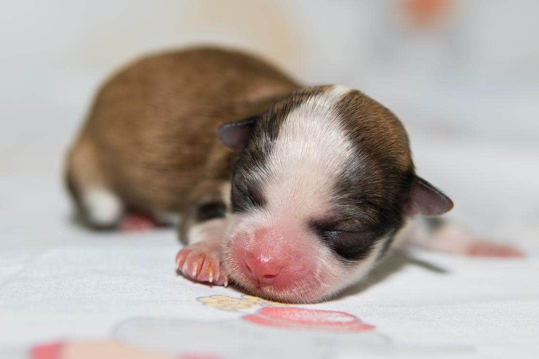 Chiot nouveau-né jusqu'à 2 semaines : dormir et grandir
