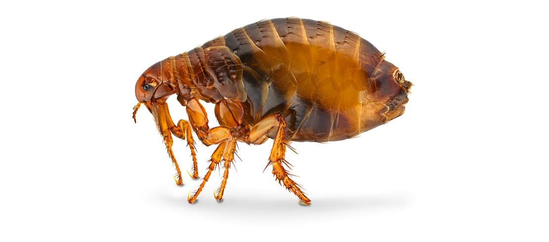 Close-up profile of a flea