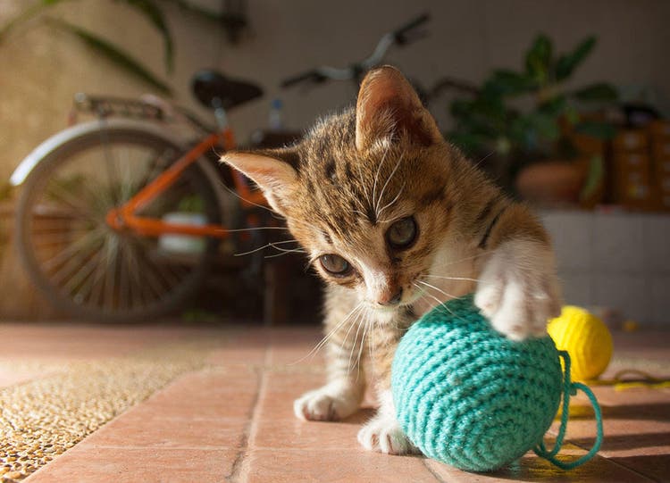 Kitten playing with blue ball of yarn