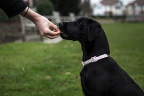 Mon chien mange de la terre 4