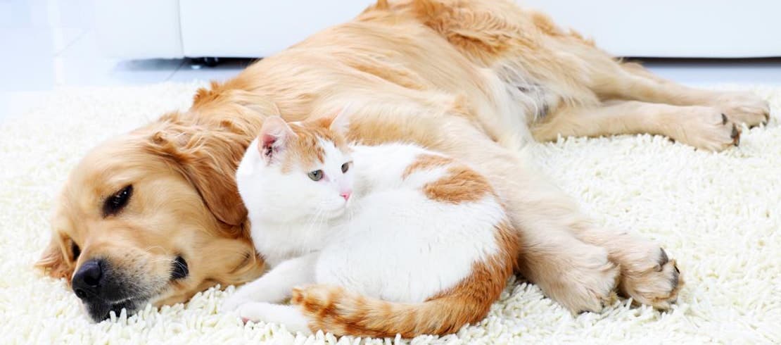 A tabby cat and a golden retriever cuddling together on a rug.