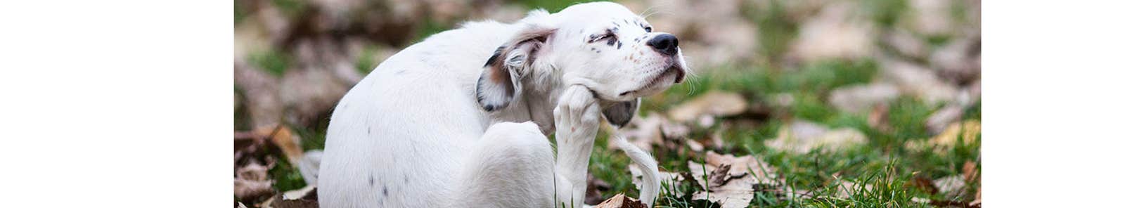 White dog scratching fleas