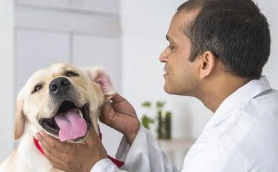Lab dog having ear examined by vet