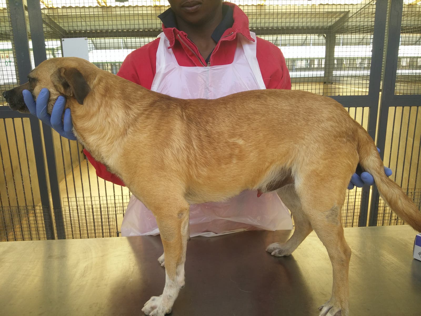 Dog after recovering from demodex