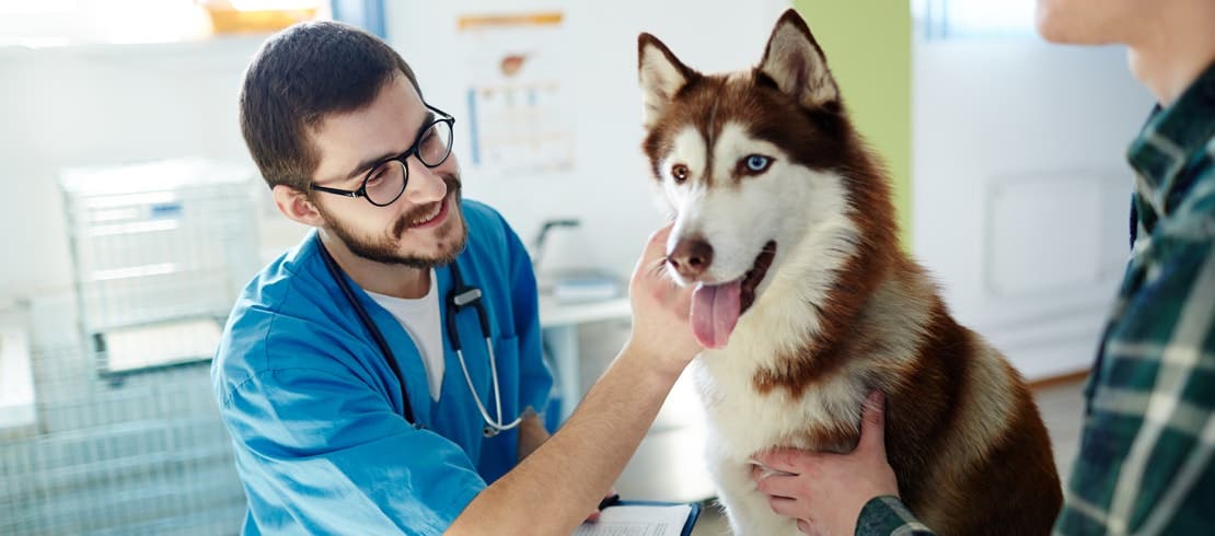 Veterinář prohlíží rezavého huskyho, kterého přidržuje majitel.