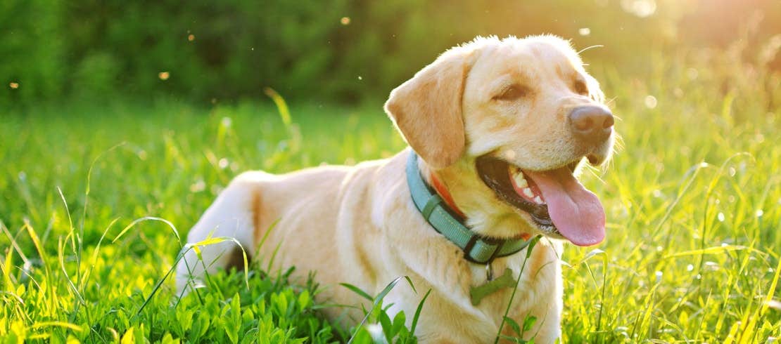 labrador laying in the fields