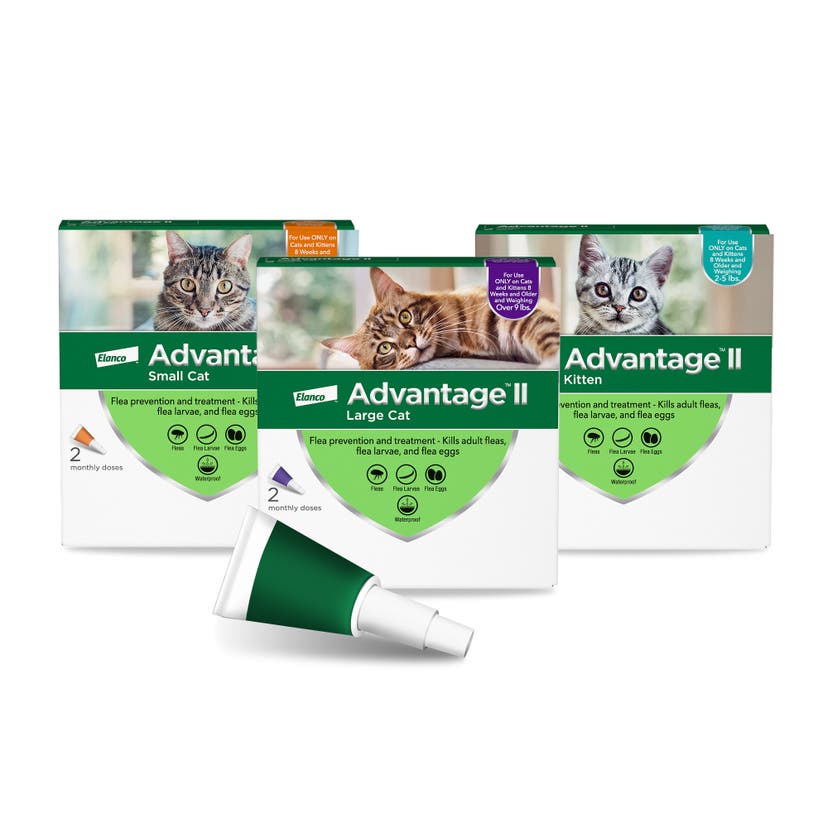Advantage II for Cat: Flea prevention and treatment topical in kitten, small cat, and large cat.