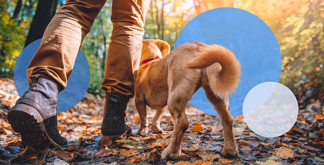 Dog and owner walking in the woods.