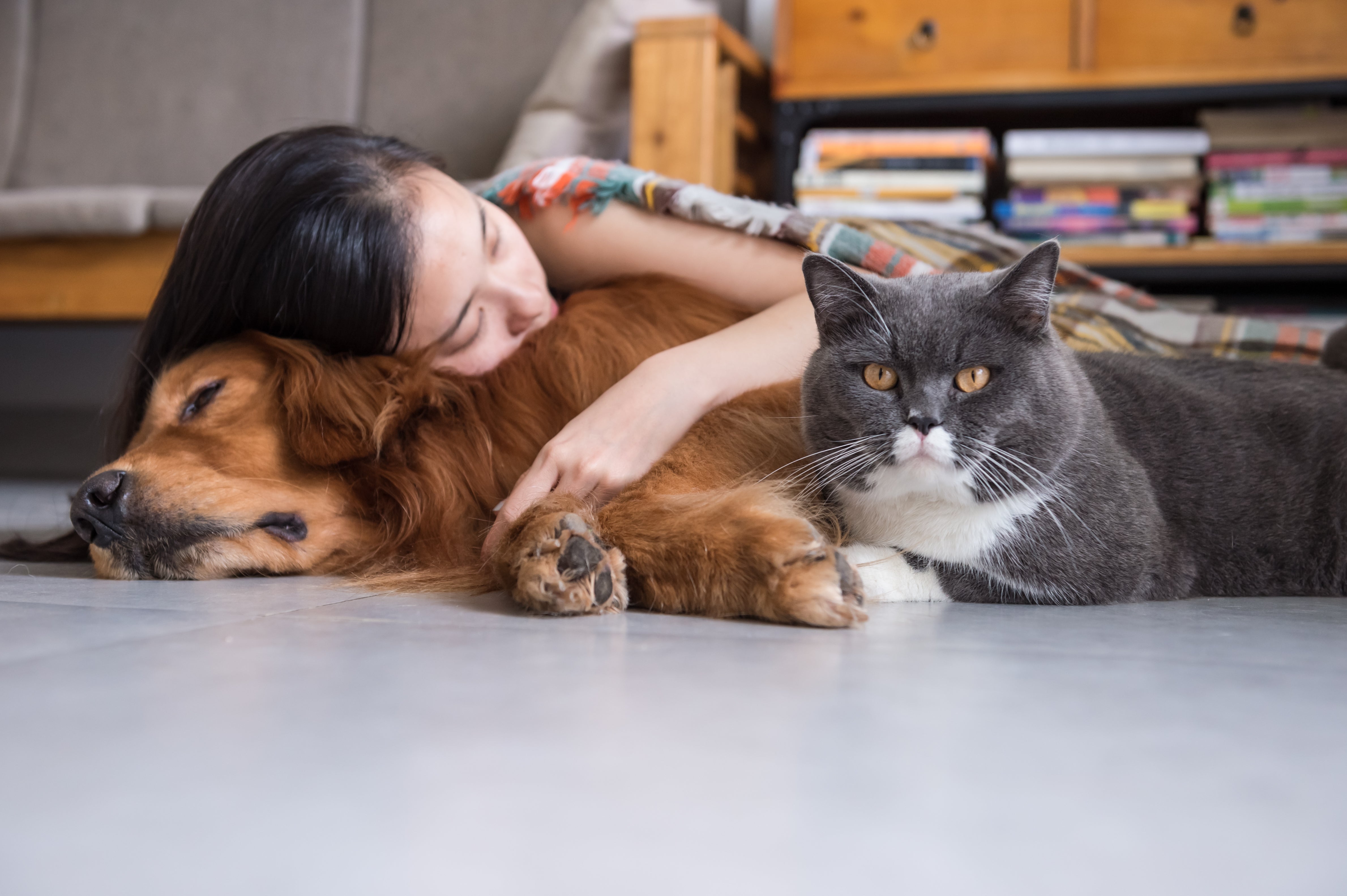 Собака и кошка на полу с девушкой 