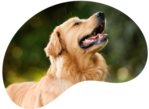 Golden Retriever em um parque