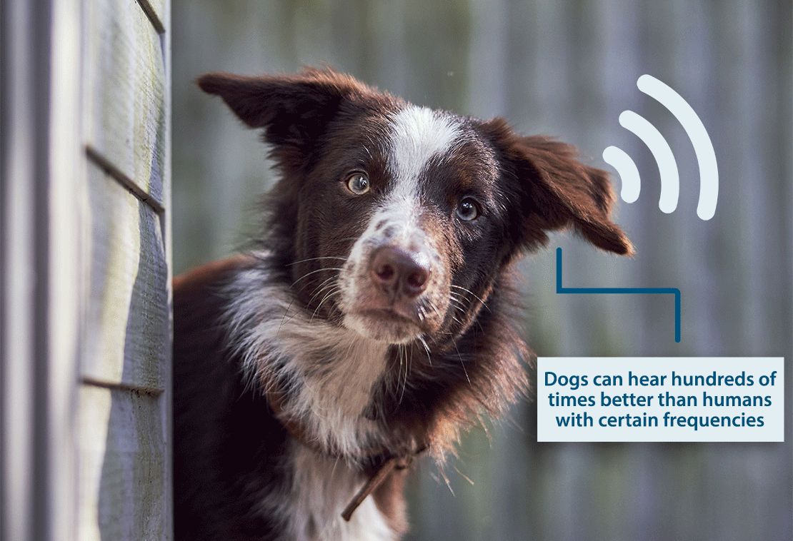 Dogs hear hundreds of times better than humans with certain frequencies.