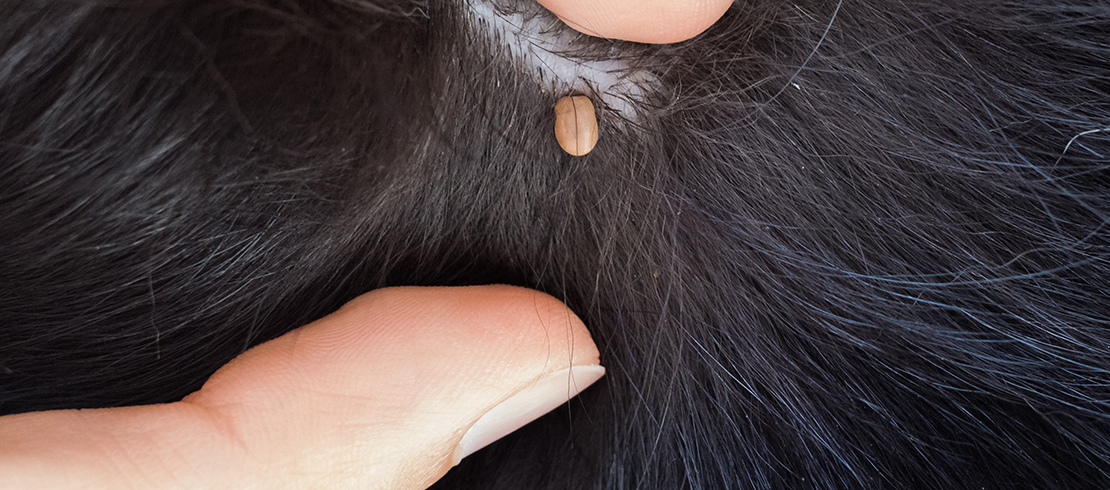 Tick embedded in the skin of dog