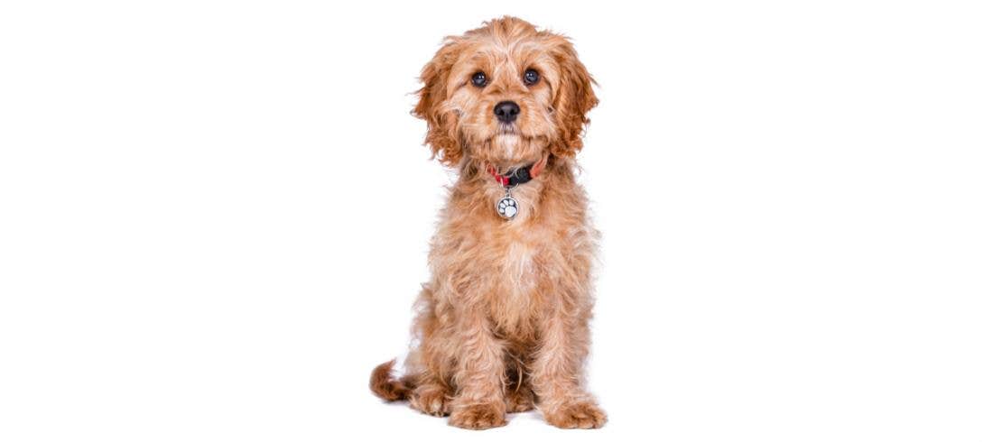 A Cavoodle dog sitting facing camera