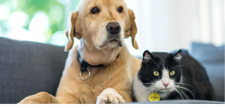 Dog and cat on a couch