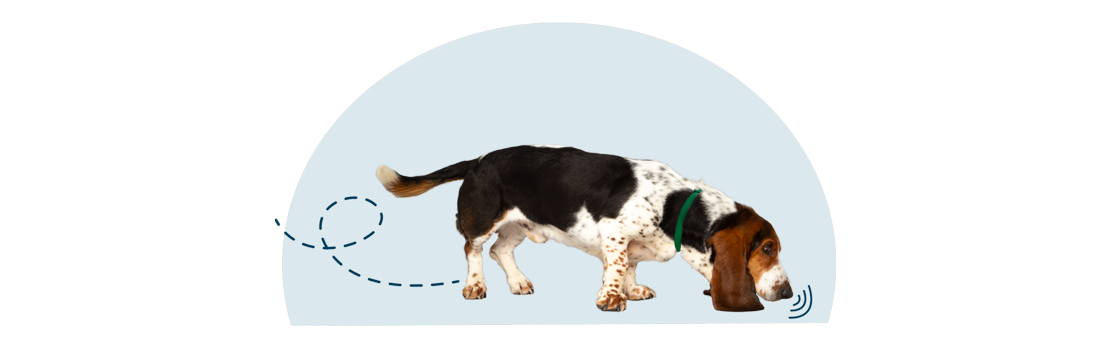 匂いを嗅ぎまわる、セレストカラーを付けた茶色い犬
